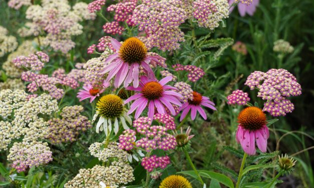 Purple coneflower (Echinacea purpurea) and yarrow