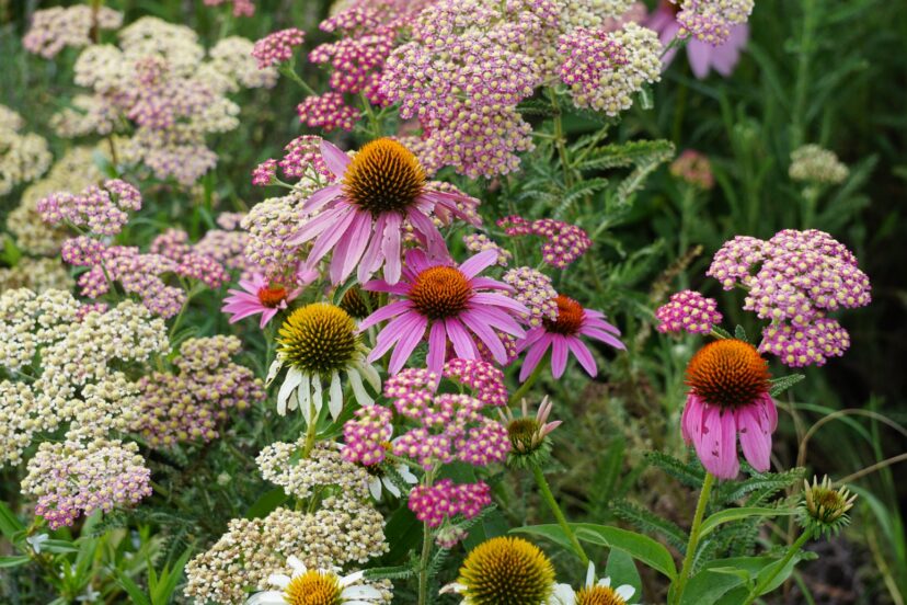 Purple coneflower (Echinacea purpurea) and yarrow