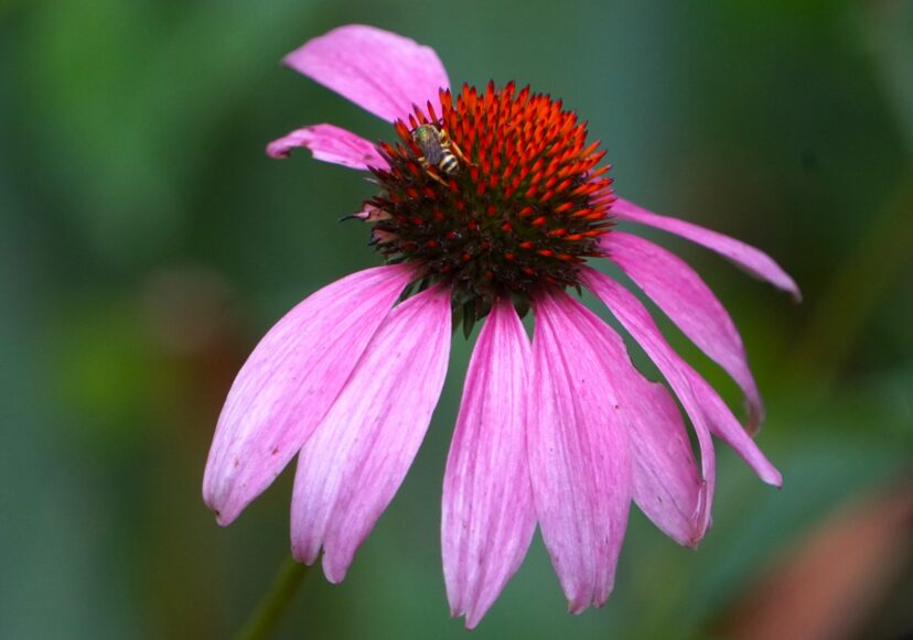 Purple coneflower flower with a green-headed sweat bee