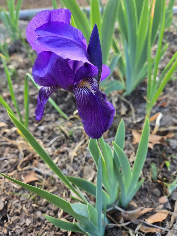 Purple iris flower in bloom with green foliage growing in a garden bed.