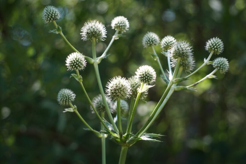 Rattlesnake master flowers reaching upward in sunlight