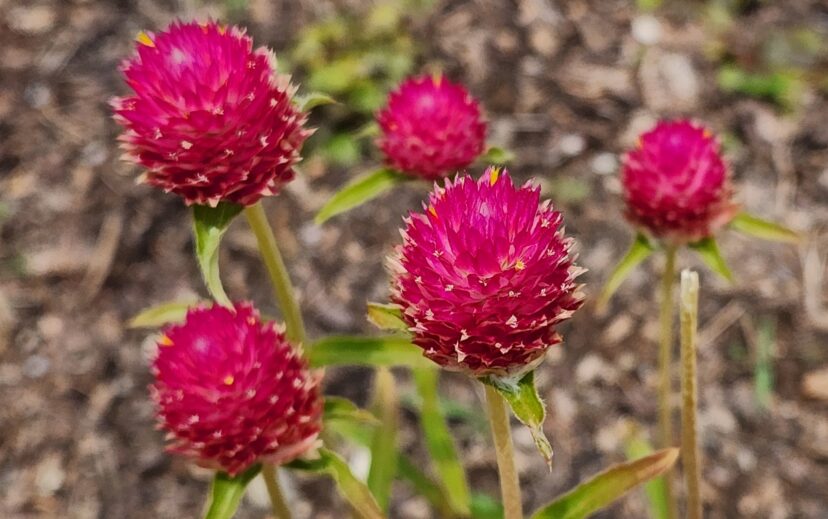 Red globe amaranth flowers with bright red bracts and yellow tubular center flowers.