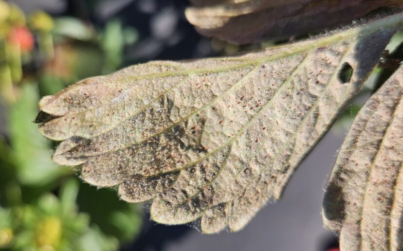 Red spider mites present on strawberry leaves
