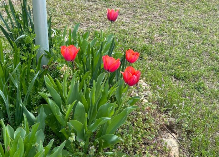 Red tulips blooming in a garden bed with green foliage next to a lawn and stone border