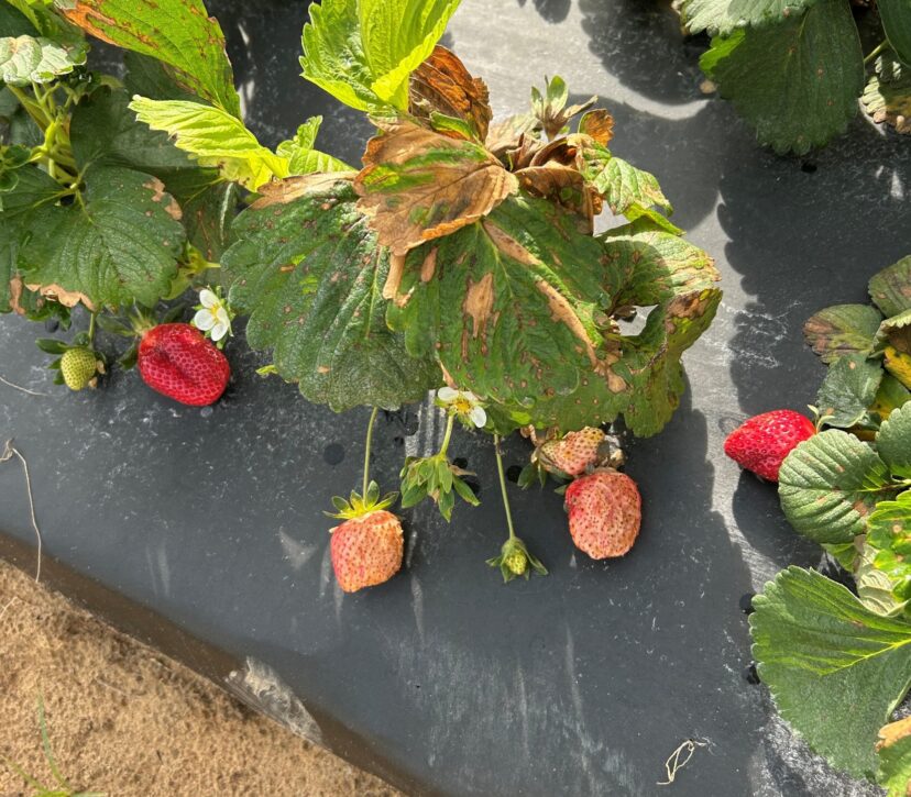 Ripe strawberries with sunburned patches and discoloration caused by sunscald in hot, dry conditions