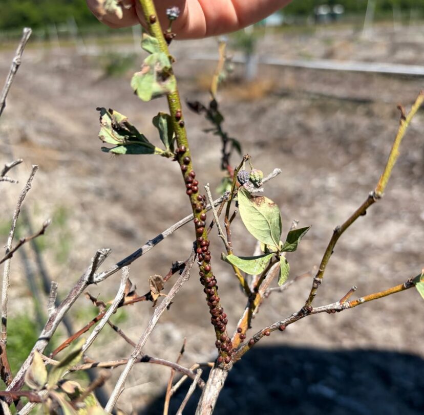 Scale insects visible on blueberry stems