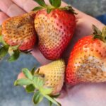 South Carolina Field Update (April 20, 2026): Near-Record Heat Brings Sun Scalding Issues In Strawberries