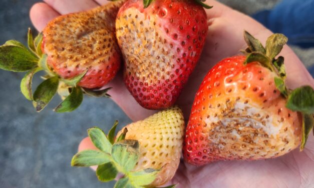 South Carolina Field Update (April 20, 2026): Near-Record Heat Brings Sun Scalding Issues In Strawberries