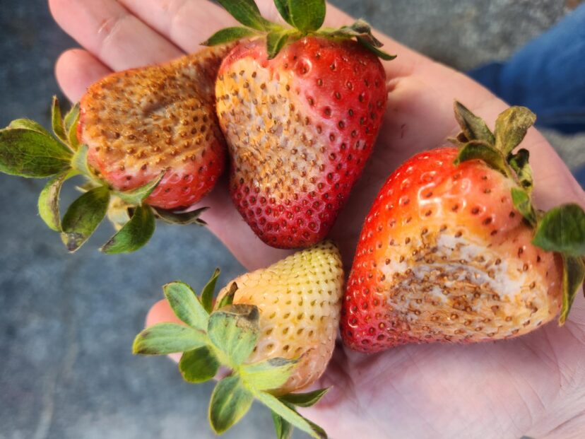 Strawberries with bronzed, blistered skin showing severe sunscald from extreme heat exposure