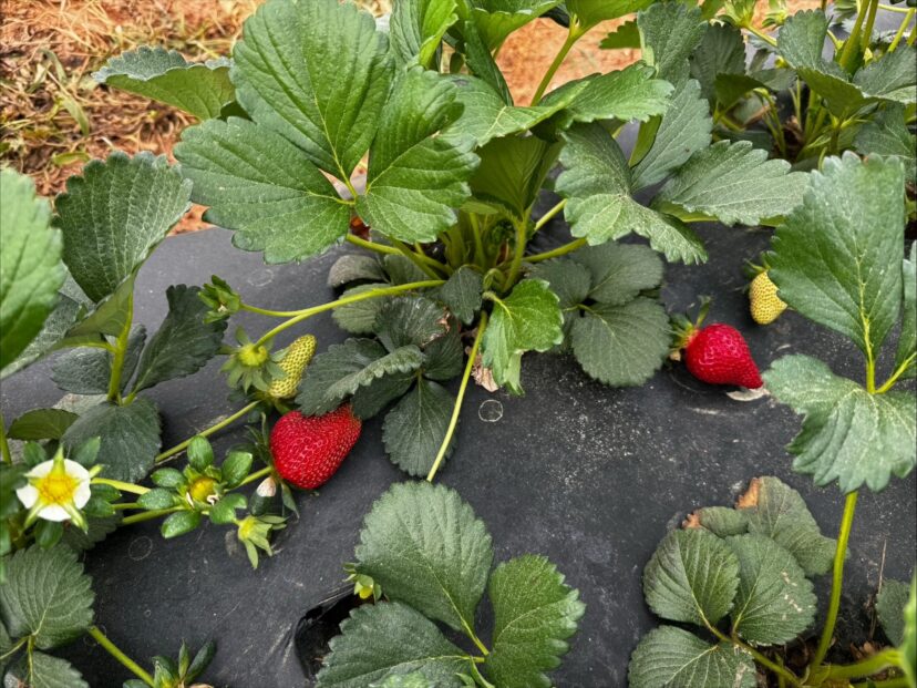 Strawberry plants with developing fruit during early harvest season in South Carolina