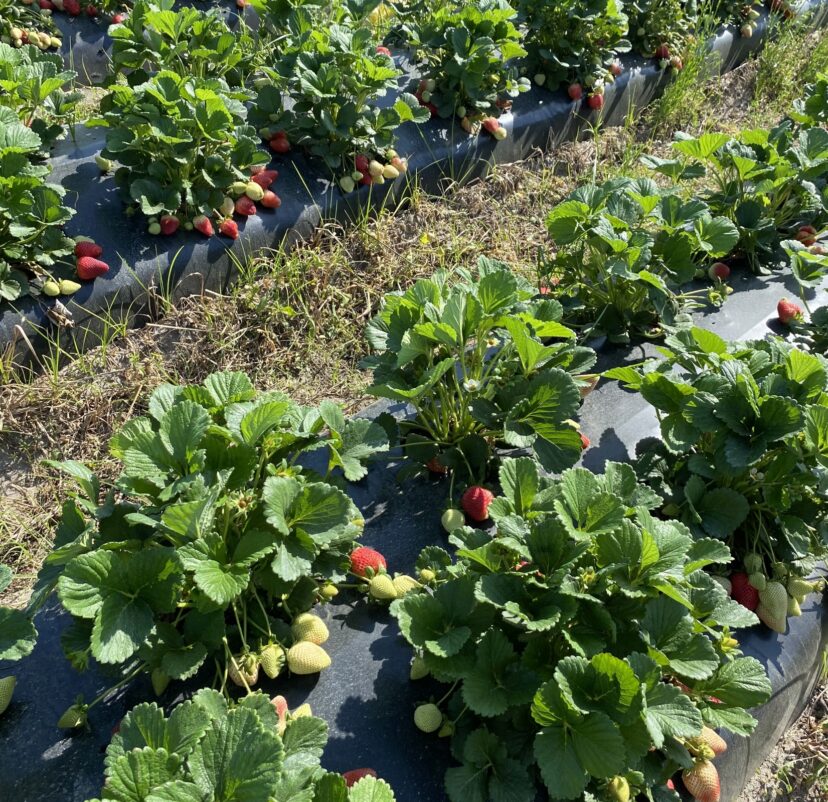 Strawberry plants with heavy fruit load ready for picking in South Carolina Pee Dee region