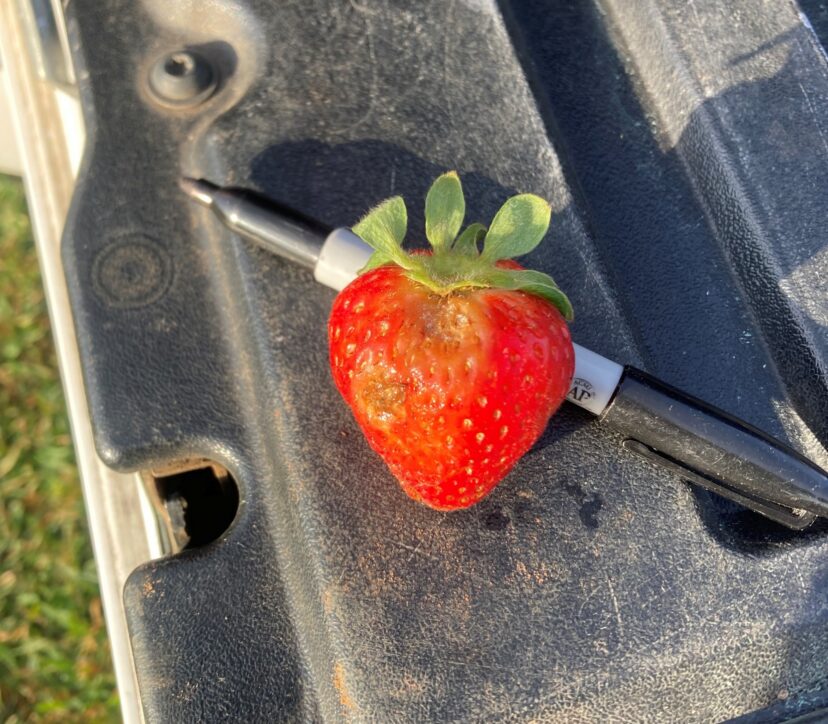 Strawberry with visible disease damage beneath the calyx in field conditions