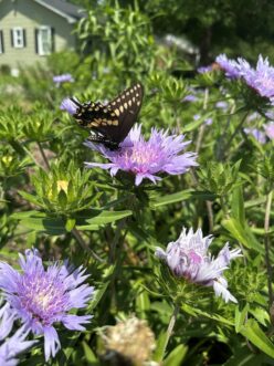 Swallowtail butterfly perched on a purple Stokes’ aster, sipping nectar in a lush native plant garden.