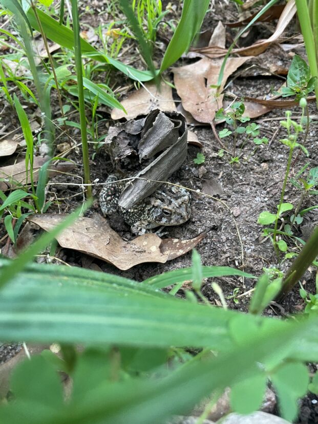 Toad (Anaxyrus species) resting under natural cover in a garden habitat