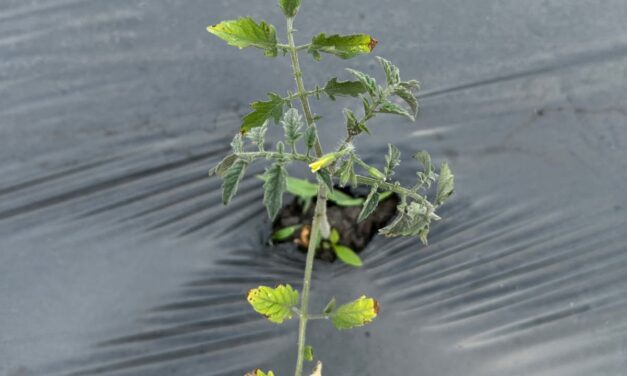 South Carolina Field Update (April 27, 2026): Upstate Receives Some Rain As the Midlands and Lowcountry Remain Dry