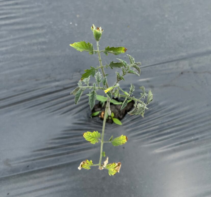 Tomato plant heavily damaged by spider mite infestation