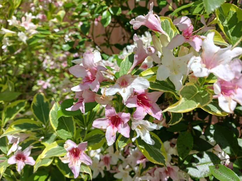 Variegated weigela leaves with green centers and yellow margins adding landscape interest