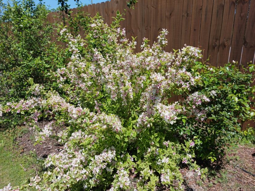 Variegated weigela shrub with arching branches and green leaves edged in cream