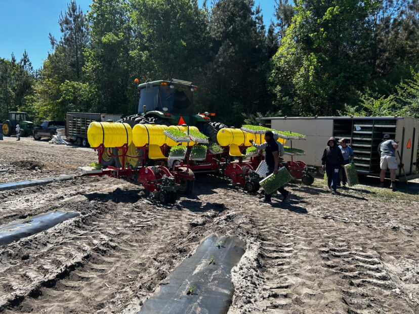 Watermelon transplants being planted in dry soil under drought conditions in South Carolina Lowcountry