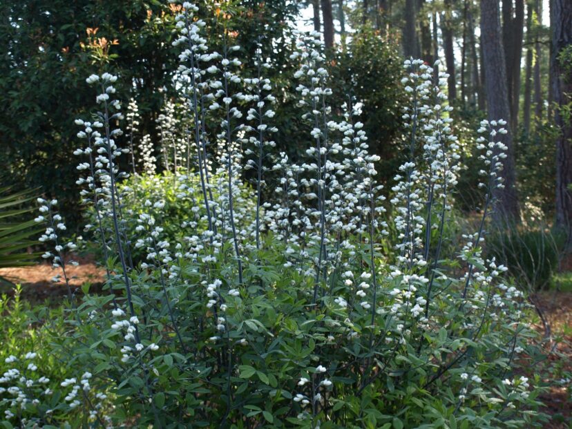 White false indigo plant in full bloom