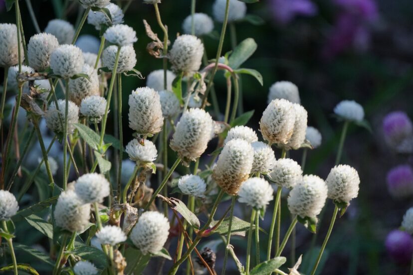White globe amaranth flowers resembling clover blooms.