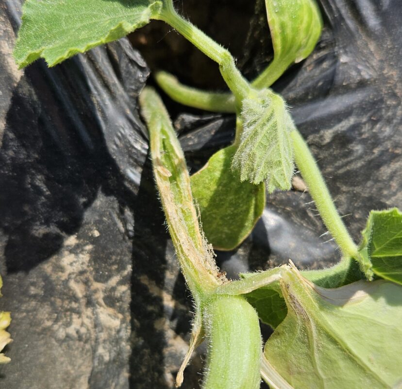Wind damage on young cucumber stem caused by rubbing against plastic mulch