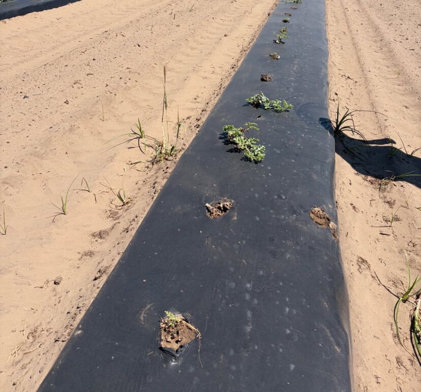 Wind-damaged watermelon plant struggling to survive