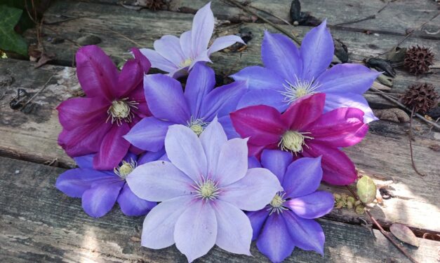Clematis.