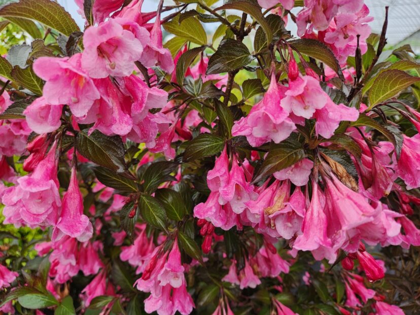 Weigela shrub with burgundy foliage and bright pink flowers in bloom