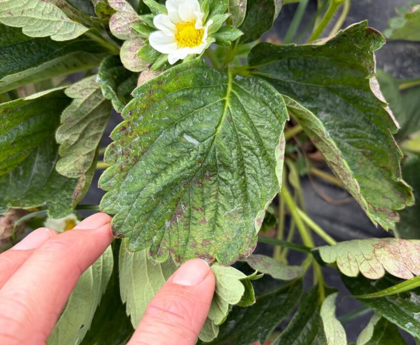 Strawberry leaves showing light green discoloration and red-purple lesions caused by powdery mildew