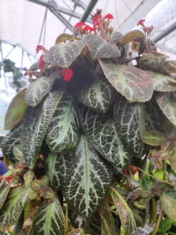 Episcia plant with dark green, silver-veined leaves and small bright red tubular flowers growing in a greenhouse setting