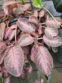 “Close-up of trailing pink Episcia plant with fuzzy, quilted leaves in shades of blush and green cascading from a hanging pot”
