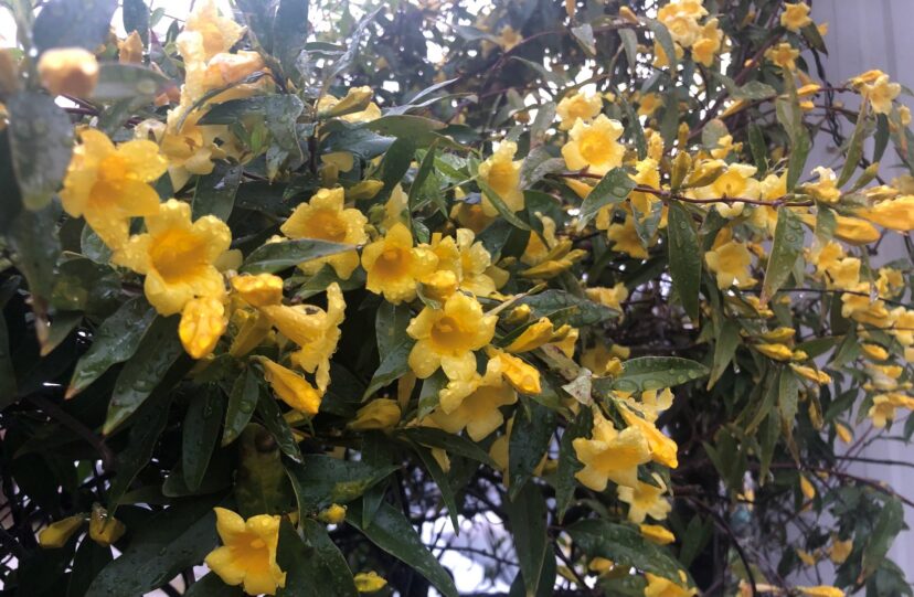 Yellow Carolina jessamine flowers blooming on a vine with green leaves and water droplets after rain.