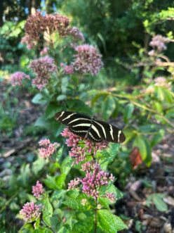 Zebra longwing butterfly feeding on pink Joe Pye weed flower in a coastal garden
