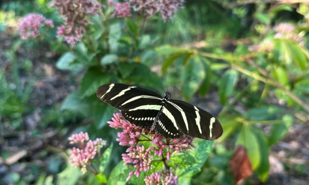 Zebra longwing butterfly feeding on pink Joe Pye weed flower in a coastal garden