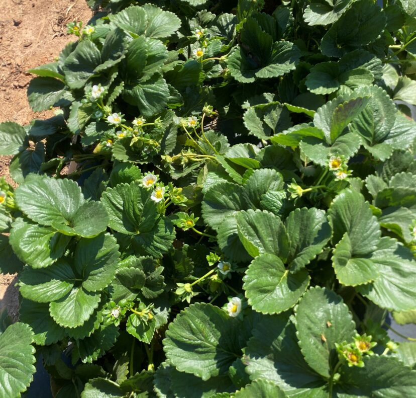 A close up of a strawberry plant