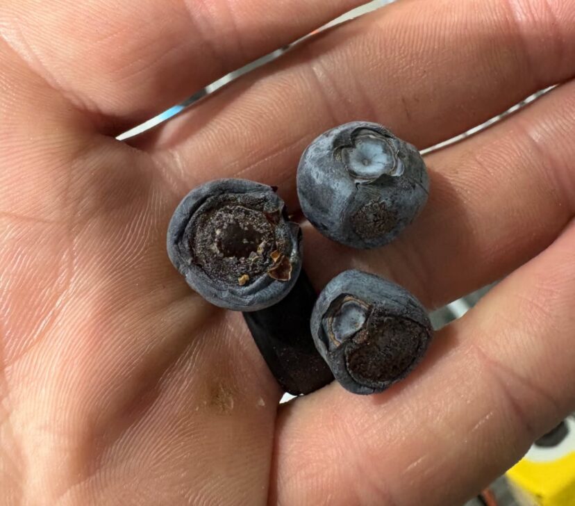 A hand holding blueberrie