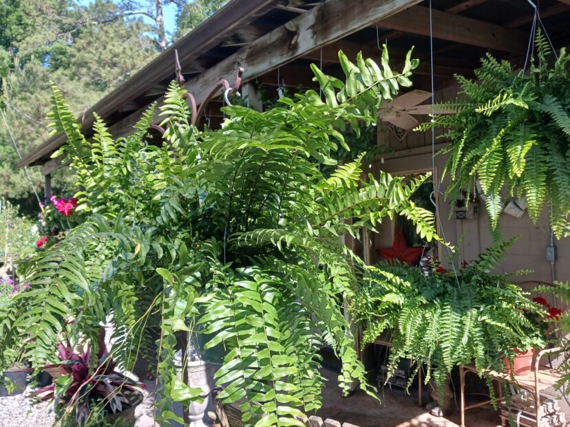 “Large macho fern with wide fronds displayed on a shaded patio”
