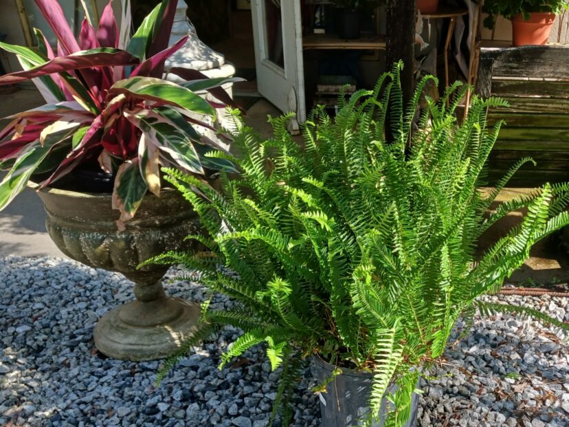 “Kimberly Queen fern growing upright in a decorative patio container” 