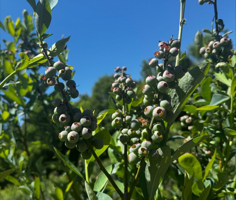 A plant with green berries