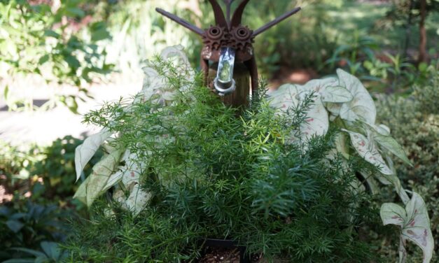 HOW TO GROW AND CARE FOR PORCH FERNS