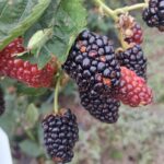 South Carolina Field Update (May 18, 2026): As Temperatures Rise, Insect Populations Follow Suit