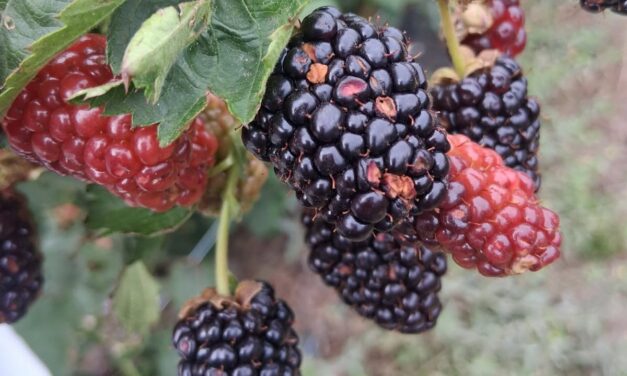 South Carolina Field Update (May 18, 2026): As Temperatures Rise, Insect Populations Follow Suit