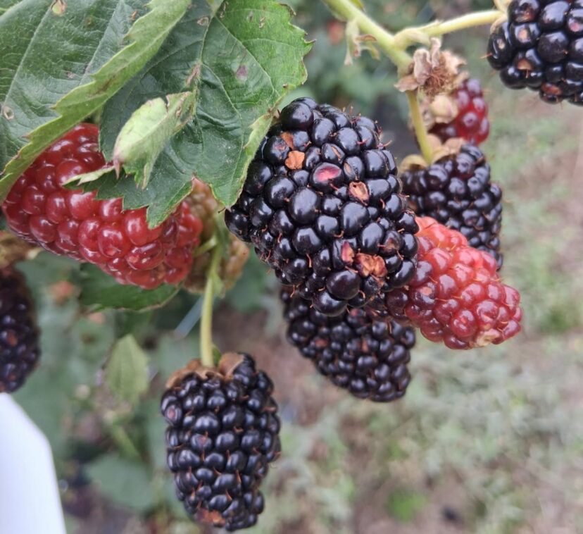 Blackberry fruit showing shrunken drupelets caused by anthracnose fruit rot disease.