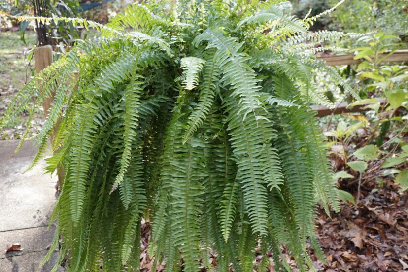 “Boston fern hanging basket growing on a shaded porch”