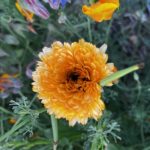 Planting an Herbal Tea Garden in South Carolina
