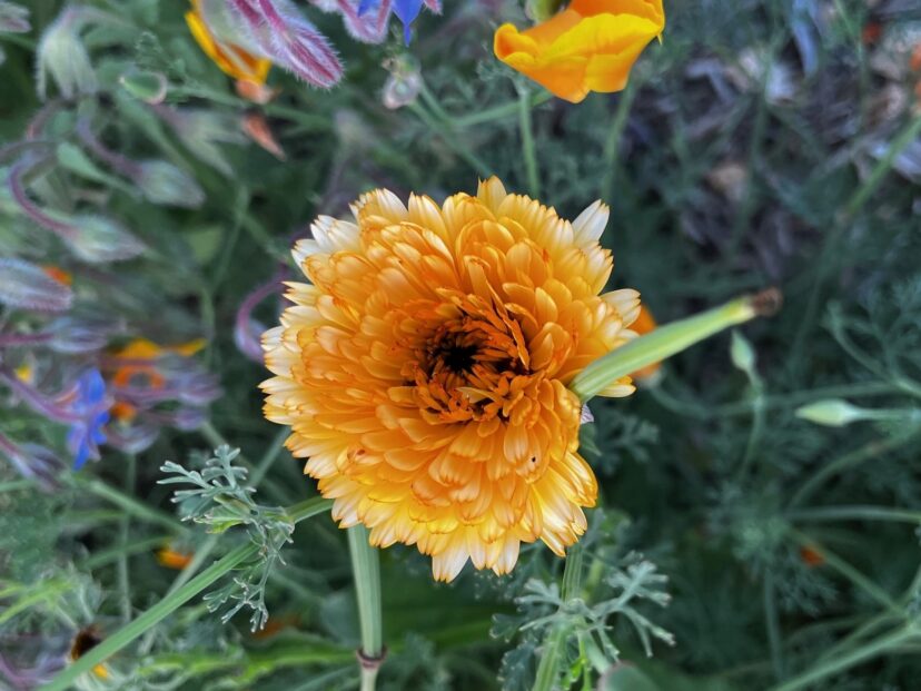 “Calendula and borage flowers blooming in an herbal tea garden.”
