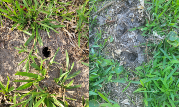 Mole Traps: How to Trap Moles in South Carolina Lawns
