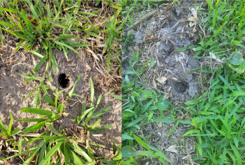 Comparison of inactive and active mole tunnels showing unrepaired and repaired tunnel holes after 24 hours.