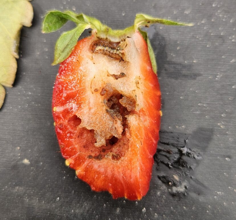 “Corn earworm feeding inside strawberry fruit”